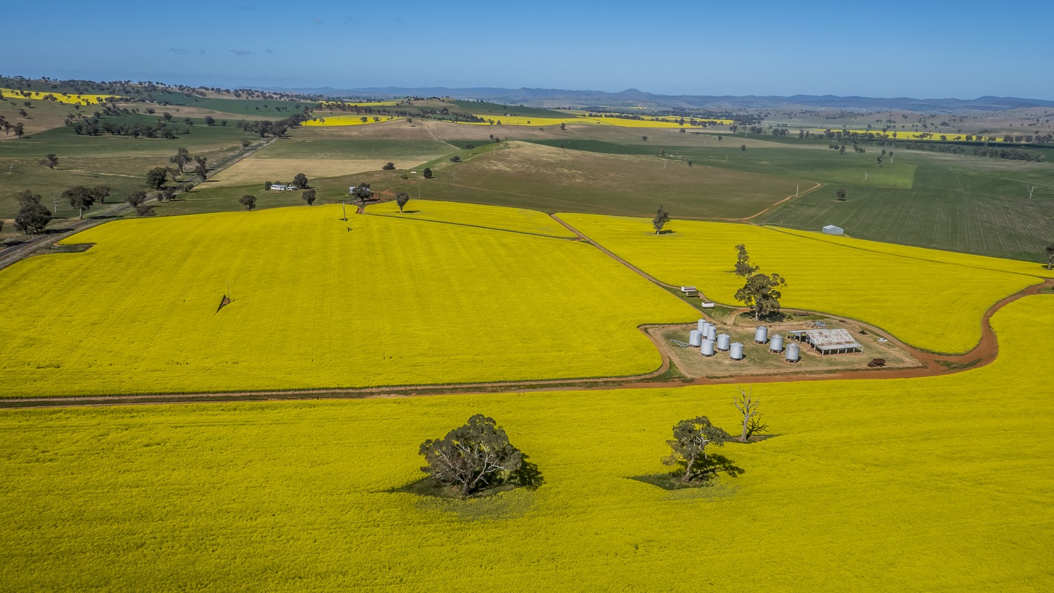 canola_drone_2_tn.jpg